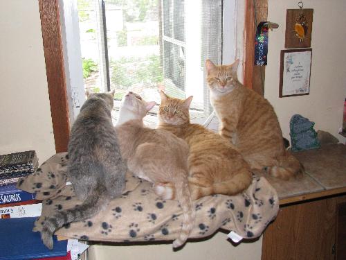4 cats in window seat - This photo is of 4 of our 5 cats. The two ginger twin males are Tigger and Teeh-Tooh, the beige male is Nova and the gray tabby is female Shal-lie. The only one not in the photo is the other black female Nexus.