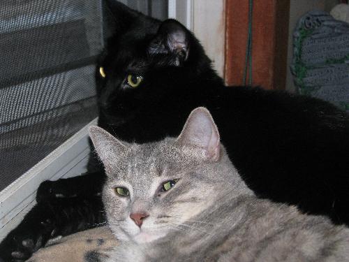 Our female cats snuggling - The black cat is Nexus...the gray one is Shal-lie...they are around 2 years in this photo.