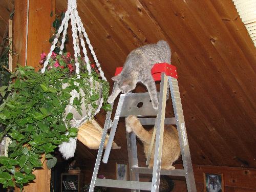 Cats on ladder checking out a plant - My hubs brought this 17 foot ladder in to hang the plant from the ceiling. We went out of the room for a moment and 2 of our 5 cats were up the ladder and getting into mischief...as they always do.