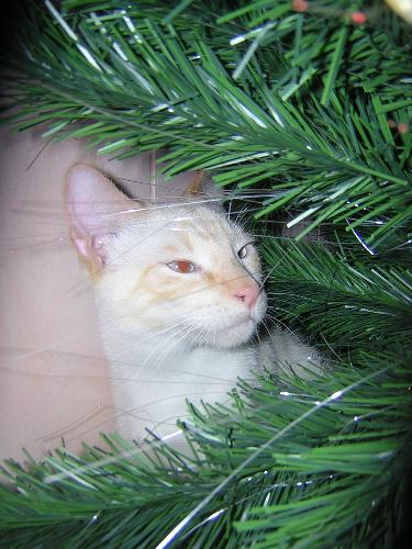 Khuay, one of the klutz klan - Khuay loves Christmas! He sleeps under the tree constantly during the Christmas season. Last year he totally removed all the orniments-but he was only about 6 months old at the time.