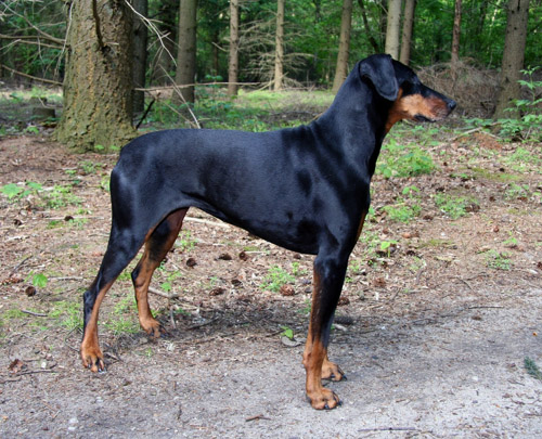 doberman pinschers - This is doberman pinschers