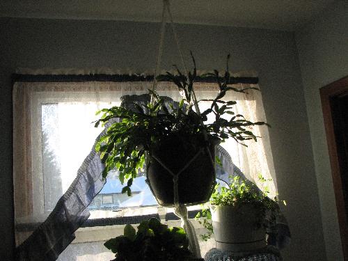 My Christmas Cactus - Not going to bloom this year but I still love it.