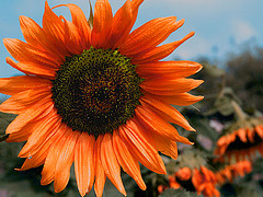 Sunflower - A pretty sunflower in my favorite color, orange! :)