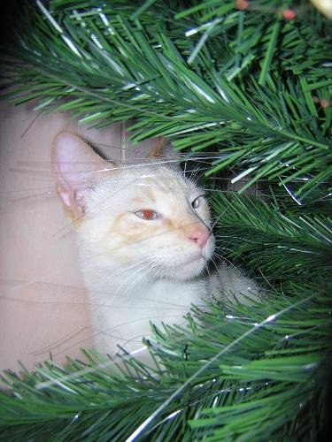 Khuay, the Christmas loving cat - Last Christmas Khuay fell in love with the Christmas tree. He would spend hours sleeping under it and lurking at us through the branches.