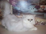 Diamond Girl, Shaded Silver - Diamond, I believe has the prettiest eyes of all my silver persian cats.