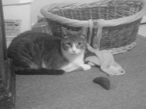 Squirell - my kitty squirell