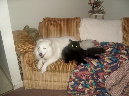 pals - BFF! psycho and cubby bear