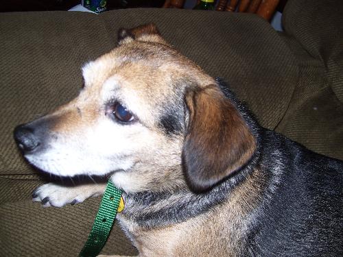 Sheena - This is my son and daughter in law's new dog. She is ten years old.