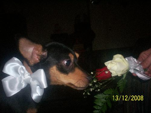 Mia - Mia smelling the rose