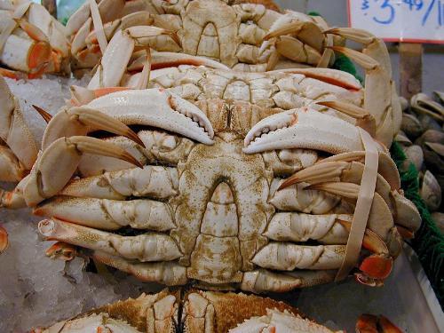 Seafood - Seafood copyright image