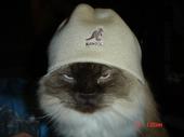 My cat Marley - This is my cat he likes to rock Kangol skullies, lol