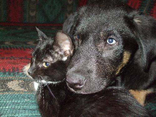 Bruno and Buddy - Bruno our new Puppy and Buddy the kitten