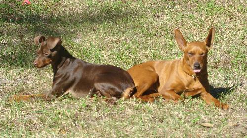 My two miniature pinschers - Here's both of my dogs