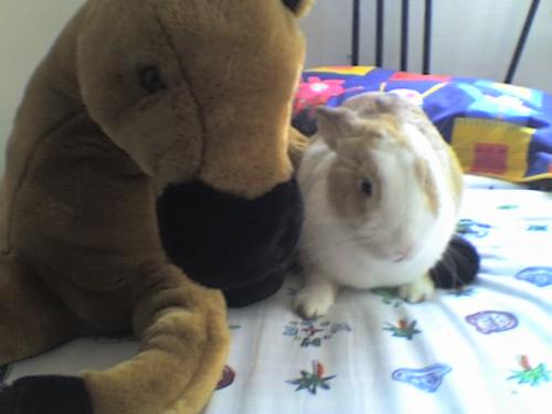 Lola and a stuffed horse - My pet bunny Lola with a lovely stuffed horse. She loved to be in photos
