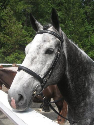 horse show - The dapple gray at the horse show