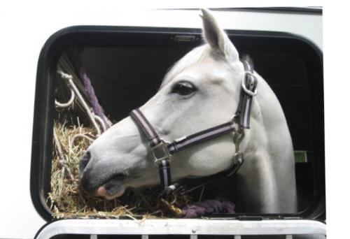 horses - I love horses