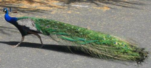 Peacock - The glorious blue Peacock