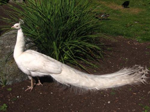 The White Peacock - Unique White Peacock