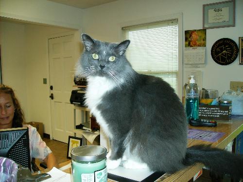 Cat Picture, Grey Color in Vet's Office -  Cat Color: Gray Location: Vet's Office