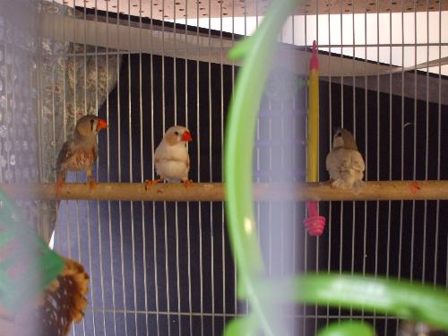 My finches - This is the mom finch, and you can see she had pulled her chest feathers out for her nest -- they had nesting stuff, too -- or else she was molting, I never found out for sure, but she is all better now. The father finch is beside her, in the middle, and one of the babies that is not yet able to really fly, just flutters, is on the right.