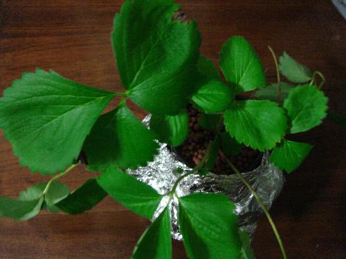 Growing of miniature strawberries using hydroponic - I always have the passion for hydroponic grown plants and have started my very own hydroponic garden in my house. Here is a picture of miniature strawberry plant that I grow via hydroponics means.