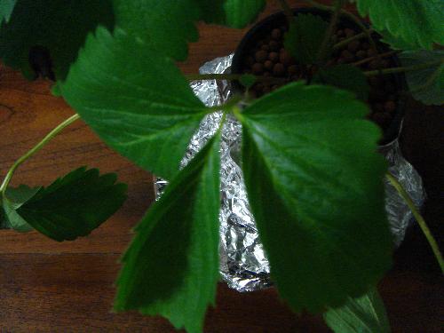 Miniature strawberry plant  - This is another view of miniature strawberry plant. This plant can adapt to relatively hot climate in my country.