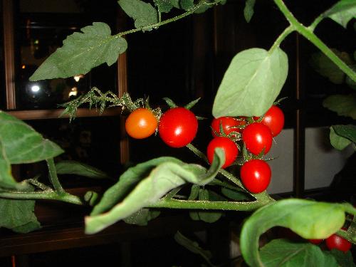 Hydroponic grown tomatoes - Hydroponic grown tomatoes..took me quite an effort to get it grown.