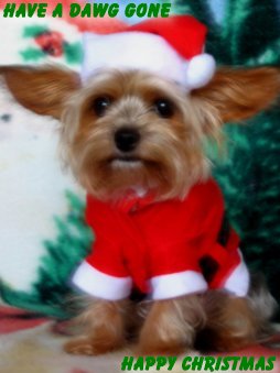 Have A Dawg Gone Happy Christmas - A Dawg Gone Happy Christmas