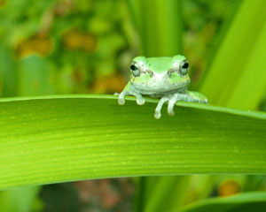 Hello - Green frog