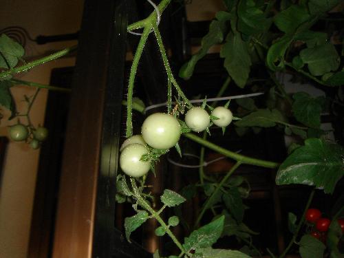 Unripe mini tomatoes - Hydroponics grown tomatoes. This is a pic that I have taken when the tomatoes were still unripe. Quite cute looking ..