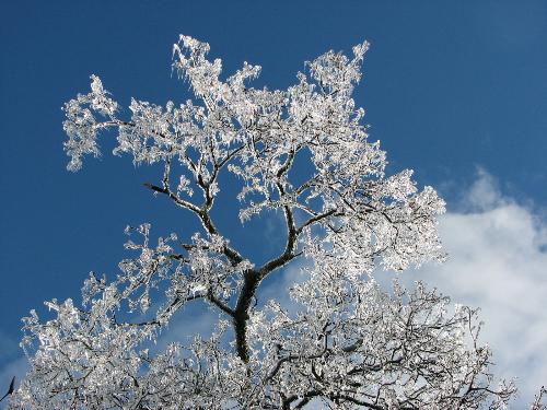 Ice storm 2008 - We had an ice storm here in New England this December. I took so many pictures but this is my favorite. It was hours after the storm had stopped and I noticed the sky lightening up and saw the tip of this tree that just looked incredible with the sky so I took this picture.