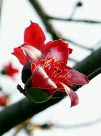 do u know it? - it is my favorite flower.do u think it is amazing!hehe!