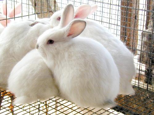 Rabbits - This is a photo of a group of white rabbits with pink ears.