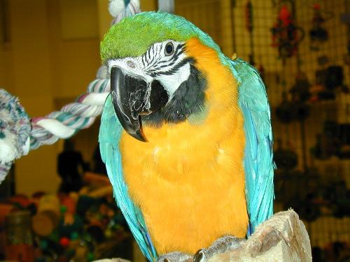 Parrot - This is a photo of a green parrot