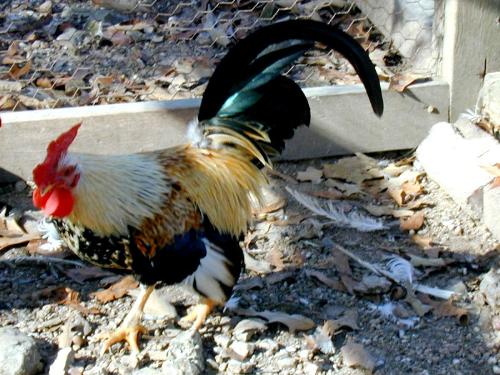 Rooster - This is a photo of a rooster.