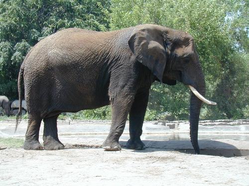 Elephant with Horns - This is a photo of an elephant with 'horns.'