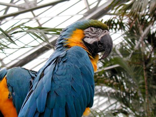 Blure and Orange Birds - This is a photo of Blue and Orange Birds