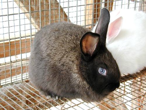 Grey Rabbit with a Black Face - This is a pretty photo of a grey rabbit with a black face.