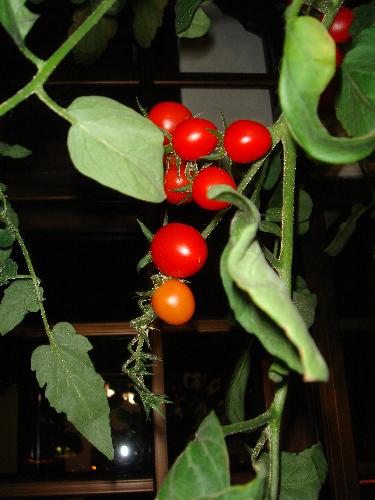 Hydroponics grown tomatoes  - Another pics of my hydroponically grown tomatoes..Home grown yea..