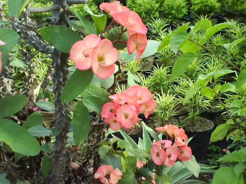 beautitful flowers - beautiful garden flowers