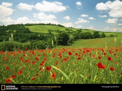 flowers - the true life in nature, we can see our life in sunshine ,some flowers with fresh air in country ,in a small village ,farms and their happy life