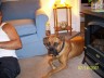 jersey - This is my beautiful dog Jersey. He was only about a year and a half when we took this picture.