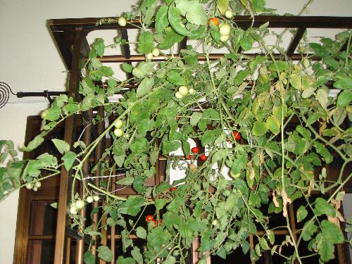 Hydroponically grown kangkong plant  - This is another of my attempt to grow kangkong using hydroponic. Lol..seems like the plant has dominated the whole of my window.