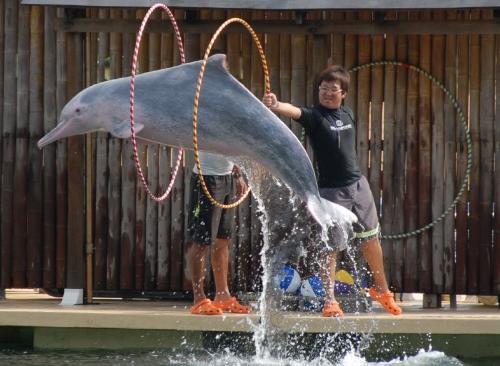 Dolphin Lagoon - It is one of the places where I used to have a great time with my family.I like the say the Singapore arrange everything with clock work precision.