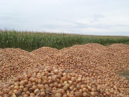 onion - our product