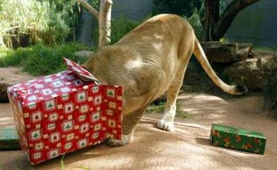 An African Lion opening up a present - Kuchani, a female African Lion at Sydney's Taronga Zoo, enjoys a treat hidden inside a Christmas wrapped box December 23, 2008   http://news.yahoo.com/nphotos/Zoo-recent-photo-supplied-Detroit-Zoo-shows-newborn-aardvark-Amani-Swahili/ss/events/lf/031802zooanimals/im:/081223/480/f2dad86c35a4429698a0f4378608a420/#photoViewer=/081223/ids_photos_wl/r1375688007.jpg