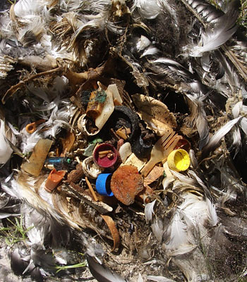 Aftermath of littering ... - The stomach contents of an albatross chick - thanks to human beings.