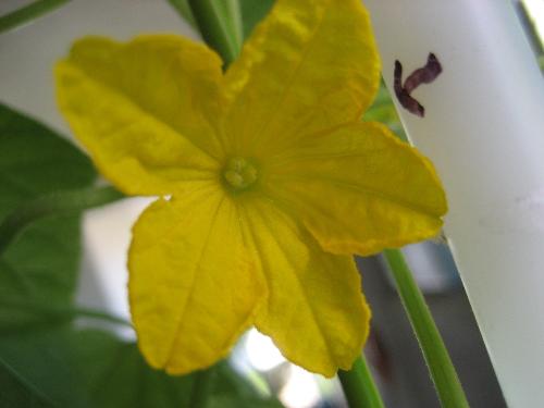 Another Cucumber flower - I pollinated this one by hand today. I think. We'll see what happens.