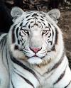 i love to b a tiger  - i really love white tiger not only specially white but also other tigers too they are becoming extinct due to unfavarable environmental conditions and also due to hunting they already became extinct