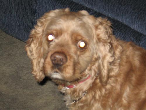 Our Cocker Spaniel - Little Red, our cocker spaniel.